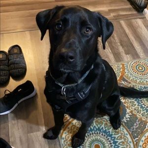 Meet your Posher, Cyrus